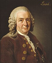 Featured image for “Carolus Linnaeus”